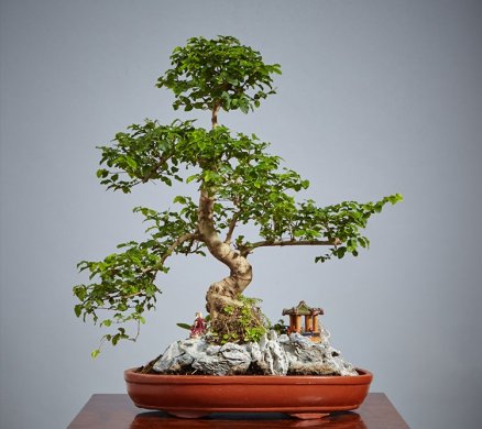 山紫甲石景，姿態(tài)萬千盆景藝術(shù)！