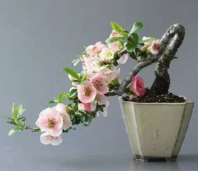 頂級盆景藝術(shù)，一種讓世人驚嘆的美！