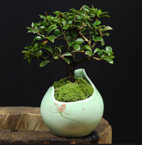小葉福建茶樹(shù)樁盆景，室內(nèi)綠植藝術(shù)造型盆景