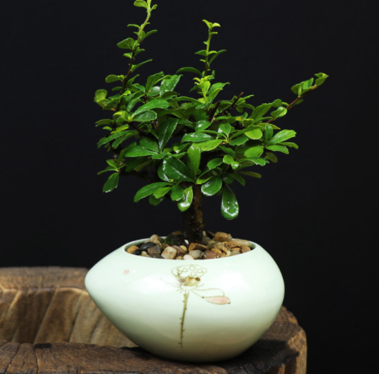 小葉福建茶樹(shù)樁盆景，室內(nèi)綠植藝術(shù)造型盆景