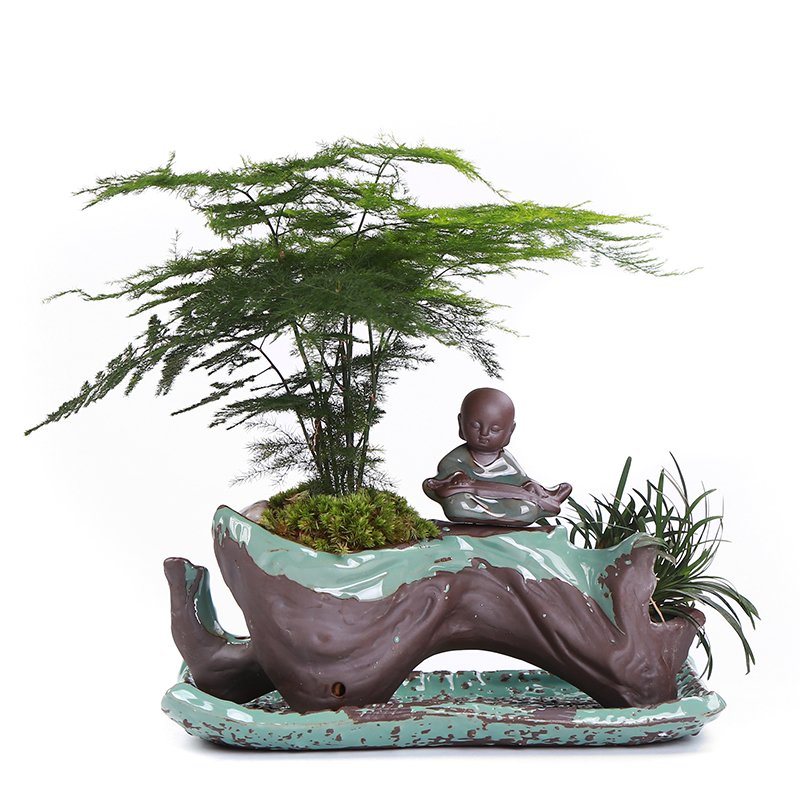 別具風(fēng)味的文竹陶瓷盆景，禪意小和尚盆景圖片