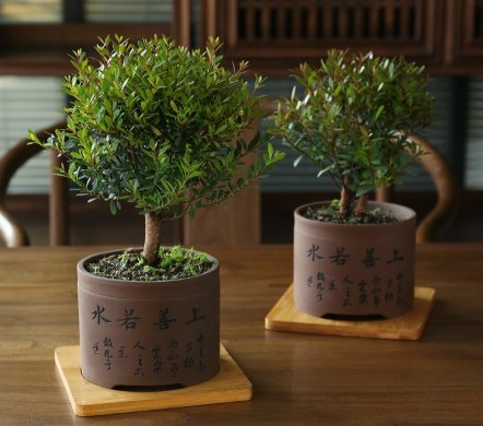 小葉紫檀盆景，黑骨茶樣式盆景圖片