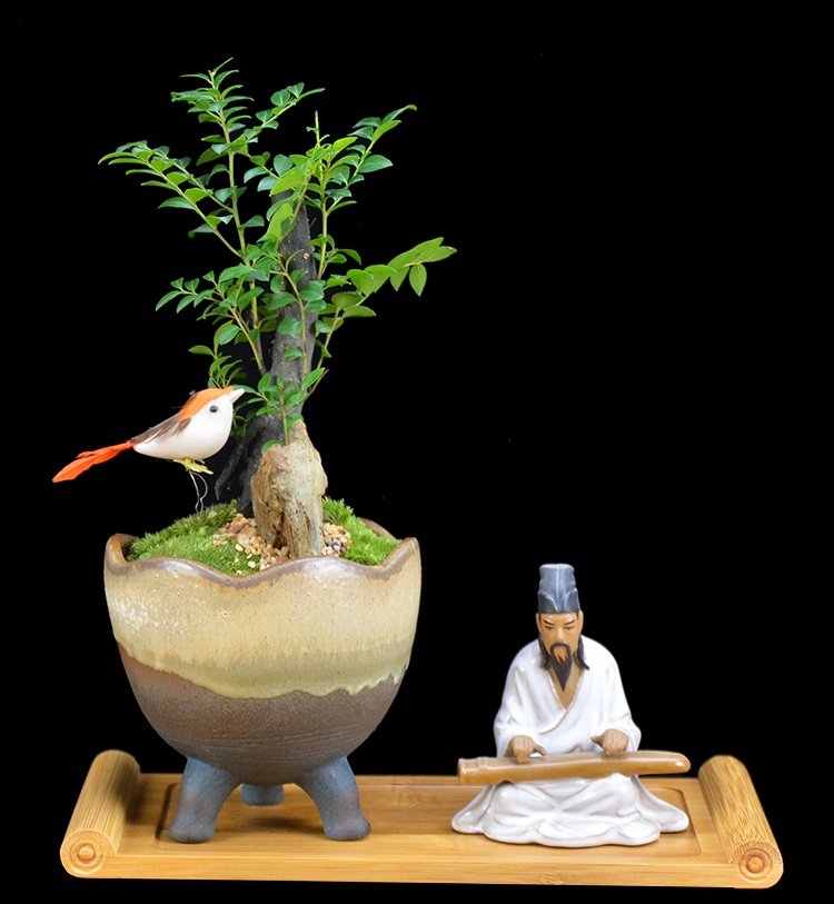 樹(shù)樁花卉盆景，紫砂海螺盆景圖片