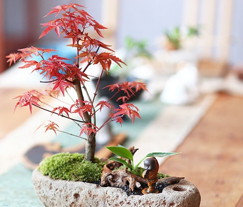紅楓樹盆景，簡約美觀盆景圖片