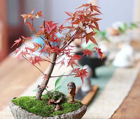 紅楓樹盆景，簡約美觀盆景圖片
