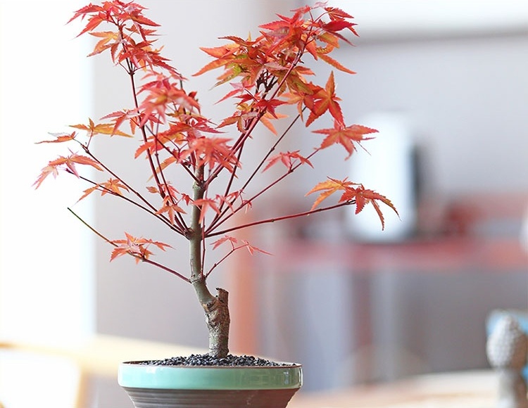 紅楓樹盆景，簡約美觀盆景圖片