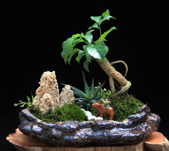 高檔水石藝術(shù)組合，綠植微景觀旱盆盆景