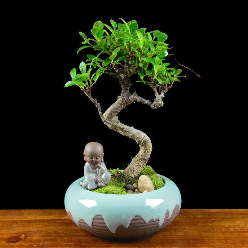 四季常青綠葉盆景圖片，精致的小葉榕樹盆景