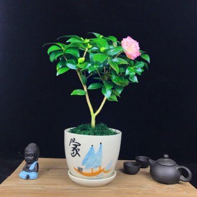 山茶花盆景，繽紛艷麗山茶花盆景圖片