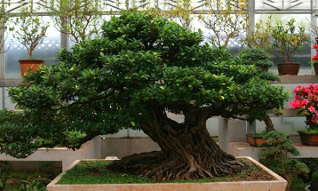 徽派盆景，民族優(yōu)秀的工藝美術(shù)品