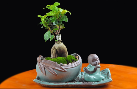 人參榕盆景植物，禪意綠植四季常青盆栽盆景