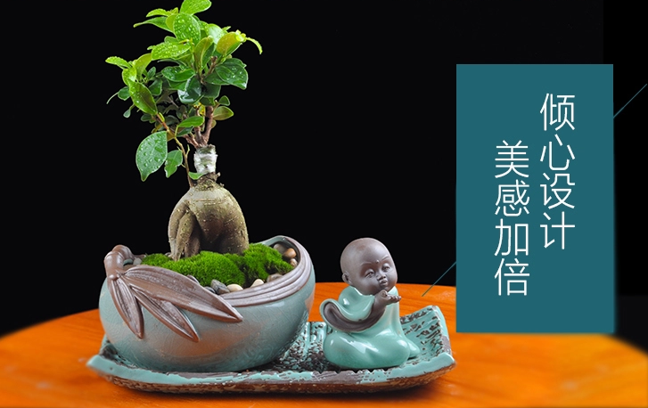 人參榕盆景植物，禪意綠植四季常青盆栽盆景