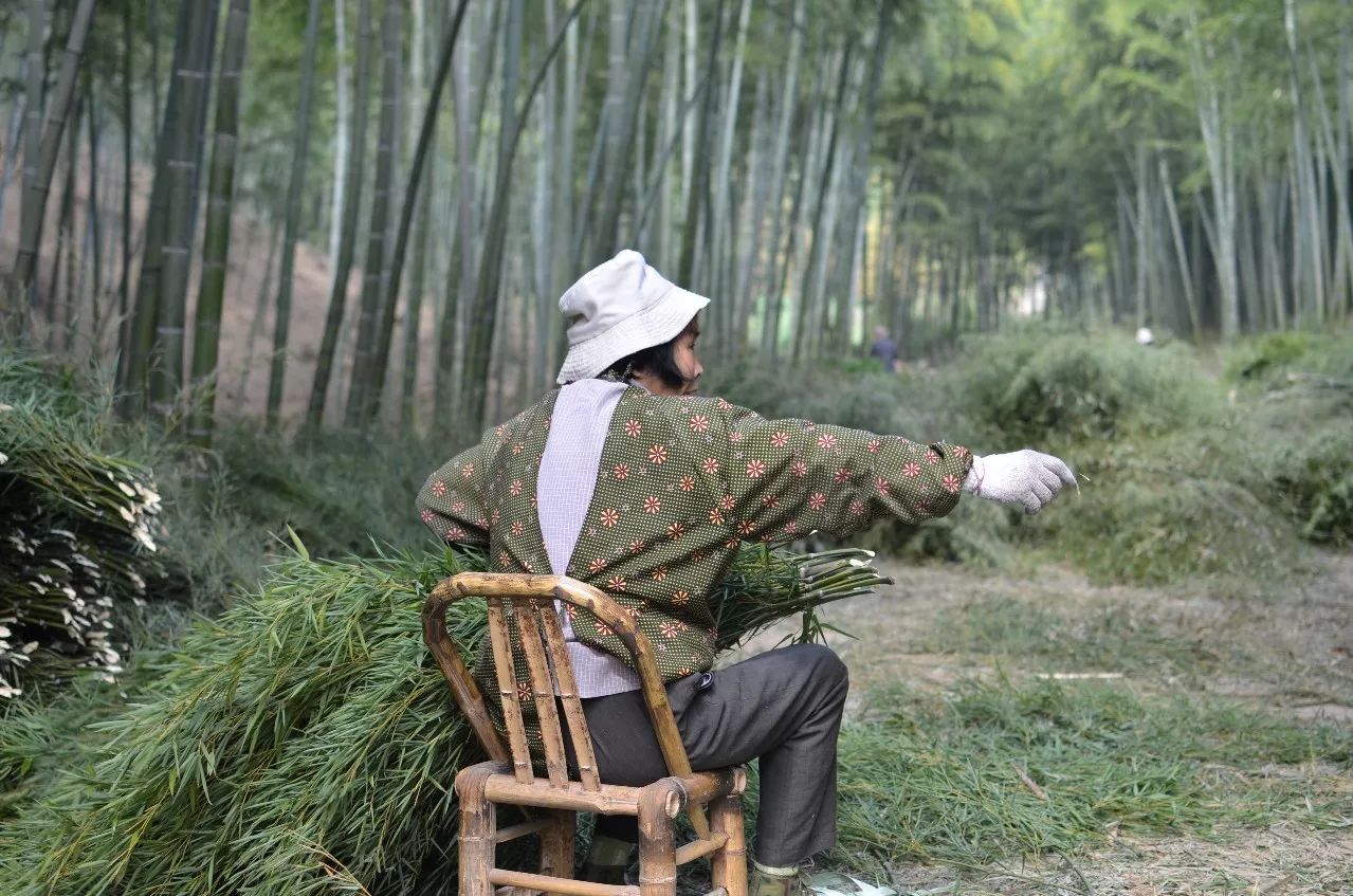 莫干山·趣舍一棵樹，置身山中與山林萬物相連