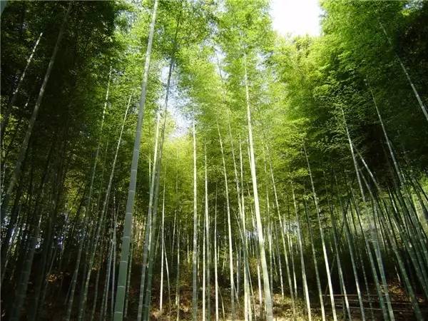 木葉夏民宿，云天收夏色木葉動秋聲