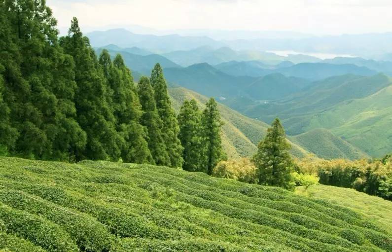 客堂間莫干山民宿，隱居深山聆聽(tīng)自然
