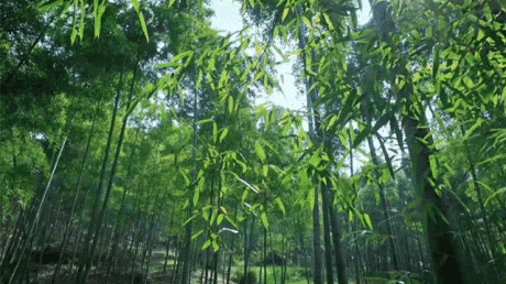熹園茶宿，禪茶一宿悠然山水間