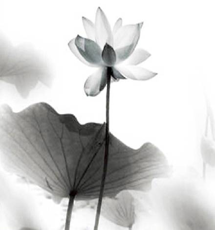 超美水墨荷花風(fēng)景攝影，美的不可思議