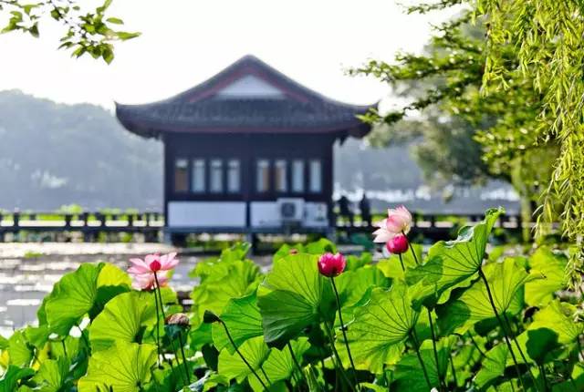 詩(shī)意風(fēng)景：一花一世界，一詩(shī)一情懷