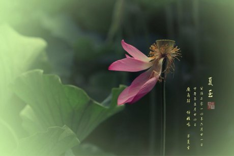 最美的夏至詩(shī)詞！給你清涼一夏好時(shí)光