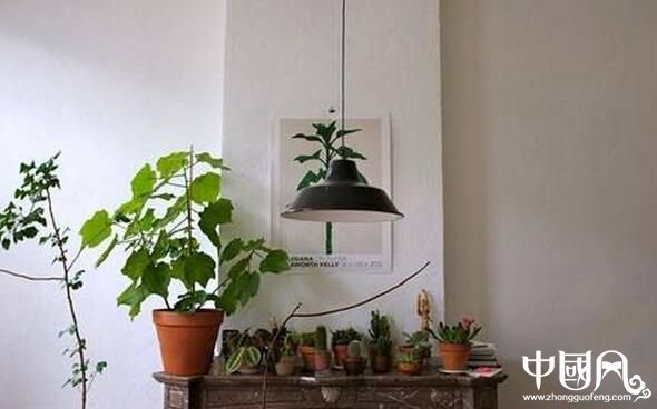 室內不適合種植的植物