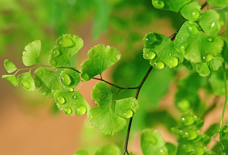 掌握這四點風(fēng)水，牢牢抓住你的桃花運