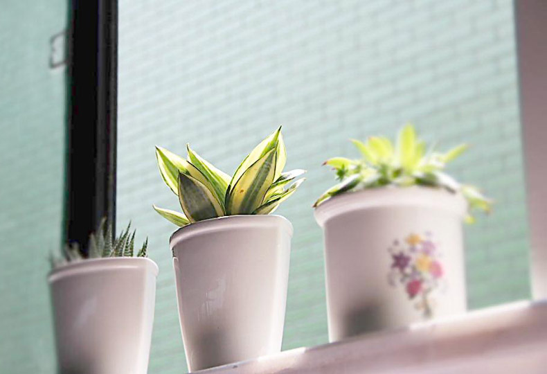 促進夫妻關(guān)系的植物，你有沒有放在房間里？