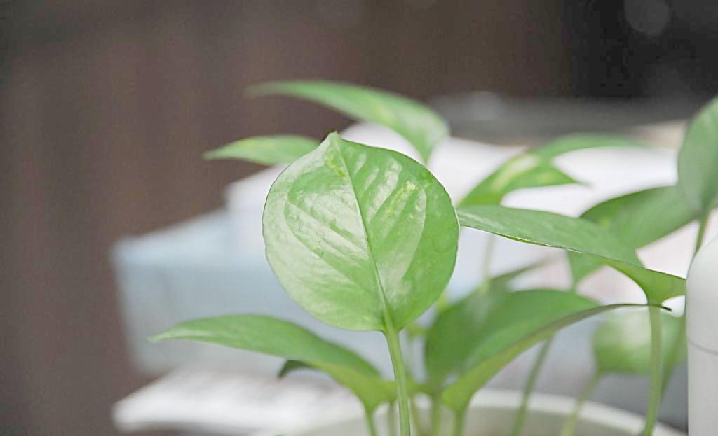 辦公室植物也有風(fēng)水禁忌？？？