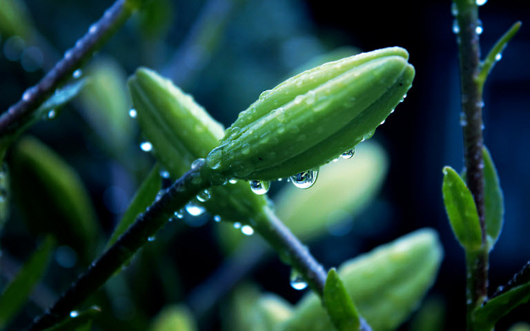 擺設(shè)植物也有風(fēng)水禁忌？還不趕快學(xué)！