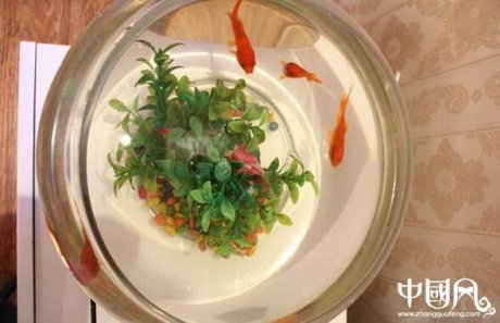 室內(nèi)的魚(yú)缸風(fēng)水講究