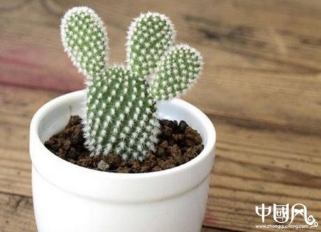 旺家運的植物風水
