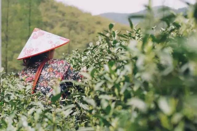 莫干山悠然九希，面朝竹海背向茶山的避暑圣地
